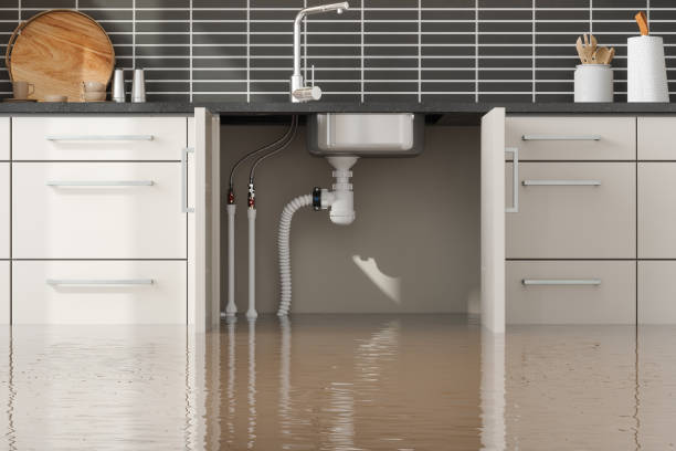 Best Mold removal after water damage  in Williams, AZ